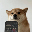 SelfieDogCoin SELFIE