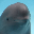 Smiling Dolphin MIHARU Smiling Dolphin MIHARU