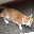 Waffles Davincij15's Cat $WAFFLES