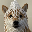 Wrapped Dog WDOG